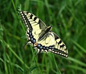 Dscf9176