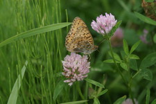 Aglaja