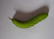 P1200133