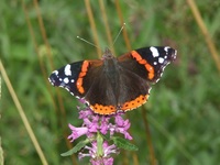 Motyl1