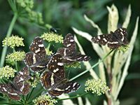 2009_0714bia_orzytkaimotyle0193