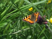 Rusa_ka_pookrzywnik