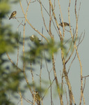 Imgp7663sm