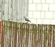 2009_0714bia_orzytkaimotyle0243