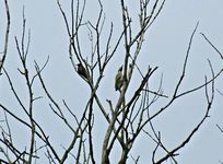 Dscf9604