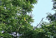 Dscf9093