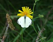 Dscf9626