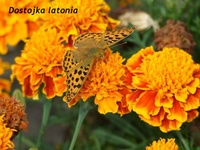 Dscf9544