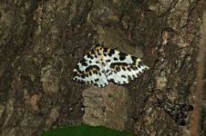 2009_0714bia_orzytkaimotyle0084