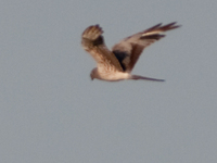 P8072289