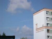 Jezio_owicza_23_jerzyki_c