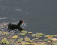 Img_5729