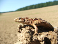 Dscf4427
