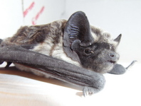 Mroczek1
