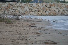 Mewa_siod_ata1