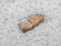 Img_8782