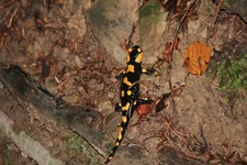 Salamandra1