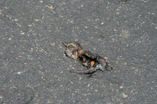 Salamandra3