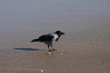 Wrona_siwa1