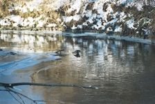 Pluszcz