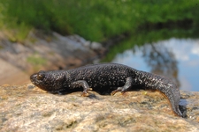 Traszka_grzebieniasta__triturus_cristatus__5