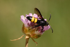 Smukwa_kosmata_scolia_hirta__