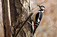 Dsc_0115m