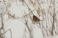 Img_4607_dpp_shpn4_ps_den1_usm50_0_3_0