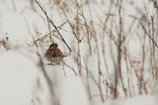 Img_4603_dpp_shpn4_ps_den1_usm50_0_3_0