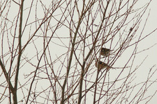 Img_4660_dpp_shpn4_ps_den1_usm50_0_3_0