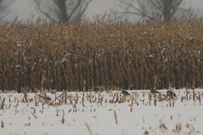 Img_4618_dpp_shpn4_ps_den1_usm50_0_3_0