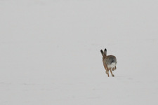 Img_4656_dpp_shpn4_ps_den1_usm50_0_3_0