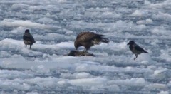 Myszo__w_na_krze2