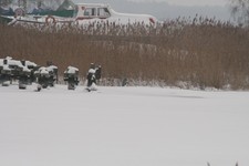 Czapla_siwa1