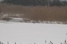 Czapla_siwa2