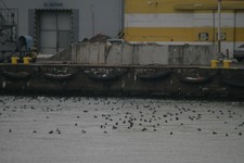Czernica2