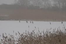 Czapla_siwa3