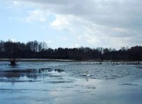_ab_dzie_nieme__zalane___ki__miejscowo___guzowatka_gm._baranowo