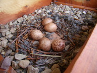 27.05.2009r.l_g_pustu_ki_5_jaj_budka_nr3_33_