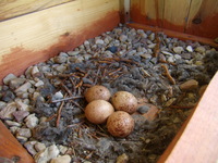 04.06.2009r.l_g_pustu_ki_4_jaja__budka_nr3_33_