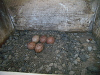 01.05.2009r.leg_pustu_ki_w_budce_nr4_x1_