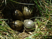 01.05.2009r.leg_rycyka_w_poblirzu_budki_nr5_32_