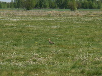 01.05.2009r.rycy_w_poblirzu_budki_nr5_32_