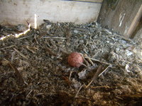 01.05.2008r.-leg_pustu_ki_w_budce_nr1_05_.