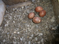 01.05.2009r.-leg_w_budce_nr_1_05_