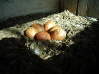 01.05.2009r.-leg_w_budce_nr2_04_