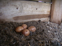 26.06.2009r.-_powt_rzony_leg_w_budce_nr2_04_