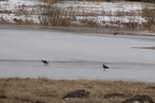 Img_0350_czajki