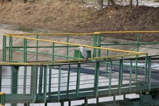 Czapla_siwa4