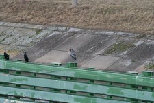 Czapla_siwa6